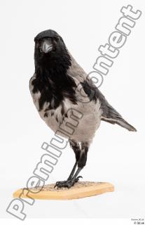 Carrion crow bird whole body 0008.jpg